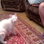Duivelse witte kat