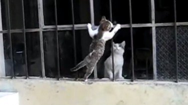 moederliefde tussen kitten en moeder