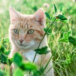 7 hippe kamerplanten die giftig zijn voor je kat