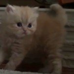De mooiste kittens op Youtube
