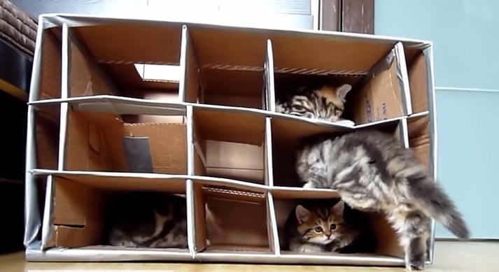 Andere plaatsen ei ornament Oude dozen maken je kat blij - Katten.EU