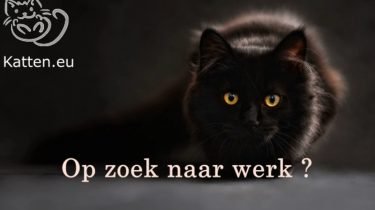 op zoek naar werk