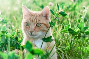 kamerplanten zijn giftig voor katten