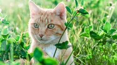 kamerplanten zijn giftig voor katten