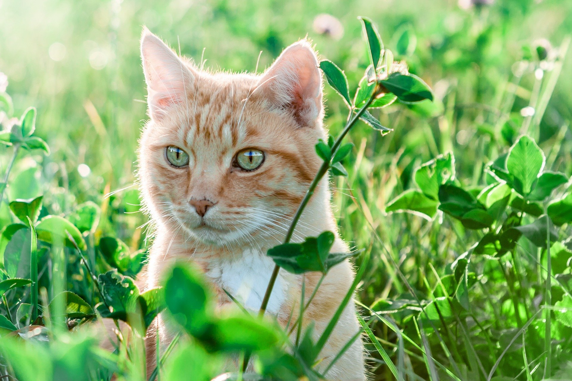 7 Hippe Kamerplanten Die Giftig Zijn Voor Je Kat Katten Eu
